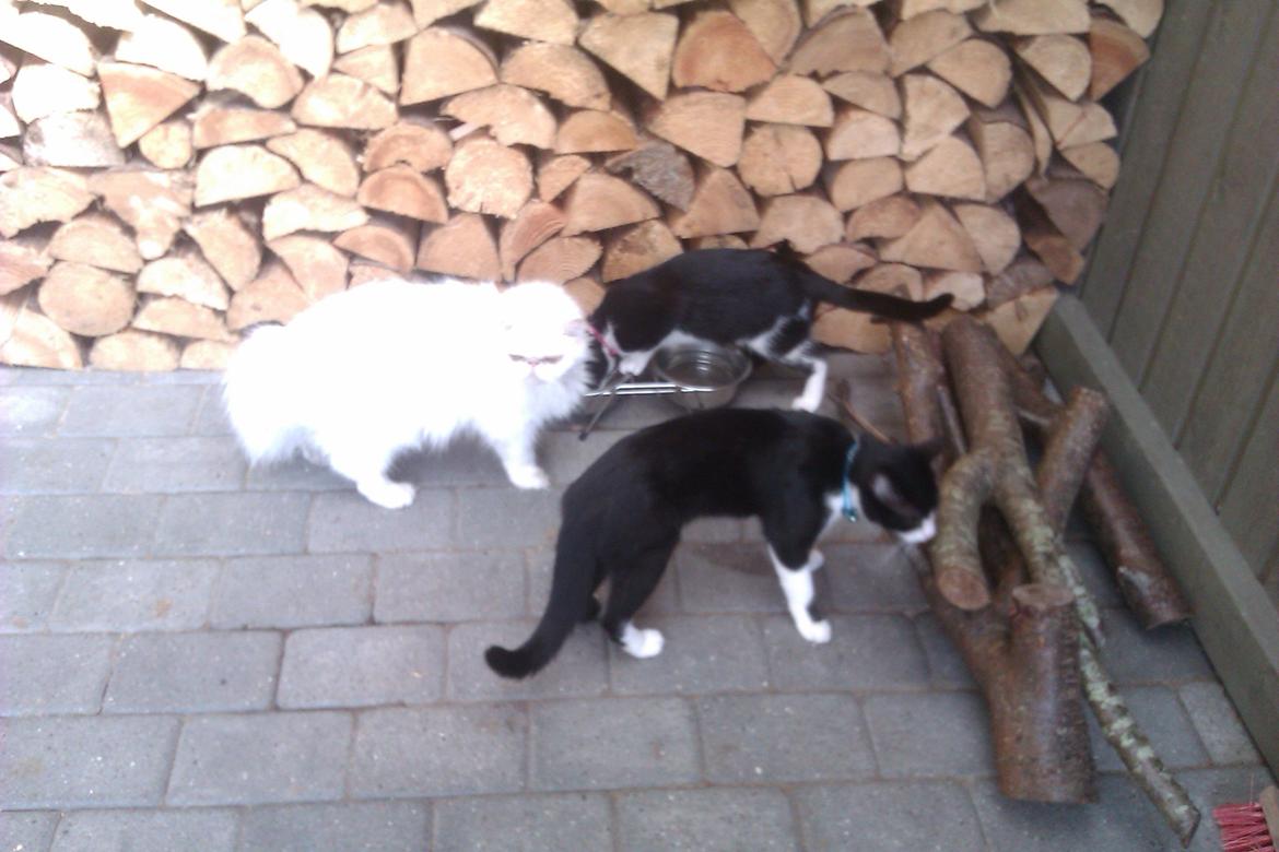 Perser Bonna´s Snow Jason † R.I.P. 2011 - jason sammen med fiona og coke billede 18
