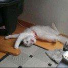 Norsk Skovkat Tulle billede 1