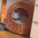 Norsk Skovkat Tulle billede 2