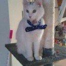 Norsk Skovkat Tulle billede 4