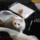 Norsk Skovkat Tulle billede 5