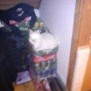 Norsk Skovkat Tulle billede 6