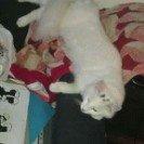 Norsk Skovkat Tulle billede 7