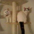 Norsk Skovkat Tulle billede 8