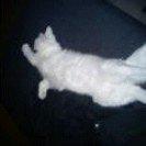 Norsk Skovkat Tulle billede 9