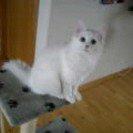 Norsk Skovkat Tulle billede 10