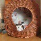 Norsk Skovkat Tulle billede 11