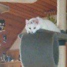 Norsk Skovkat Tulle billede 12