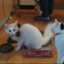 Norsk Skovkat Tulle billede 13