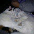 Norsk Skovkat Tulle billede 14