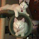 Norsk Skovkat Tulle billede 15