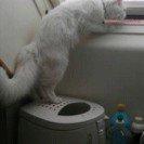 Norsk Skovkat Tulle billede 16