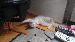 Norsk Skovkat Tulle billede 17