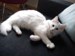 Norsk Skovkat Tulle billede 18