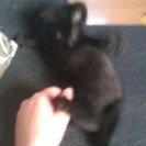 Blanding af racer Laban billede 3