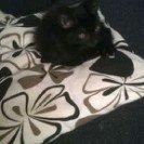 Blanding af racer Laban billede 4