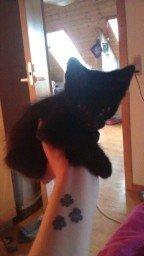 Blanding af racer Laban billede 5