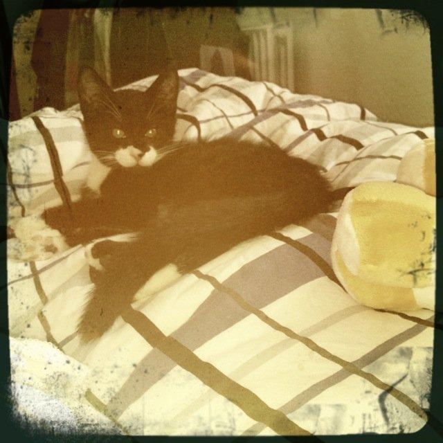 Huskat Lille John billede 8