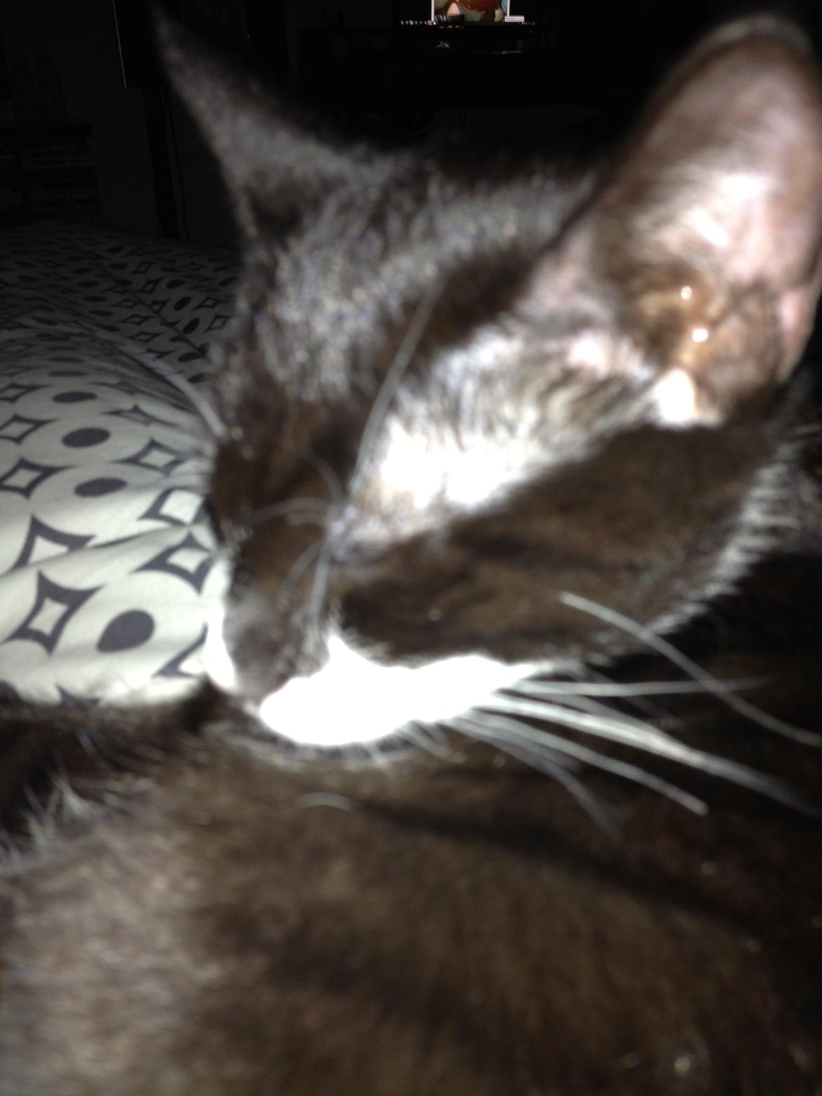 Huskat Lille John billede 12