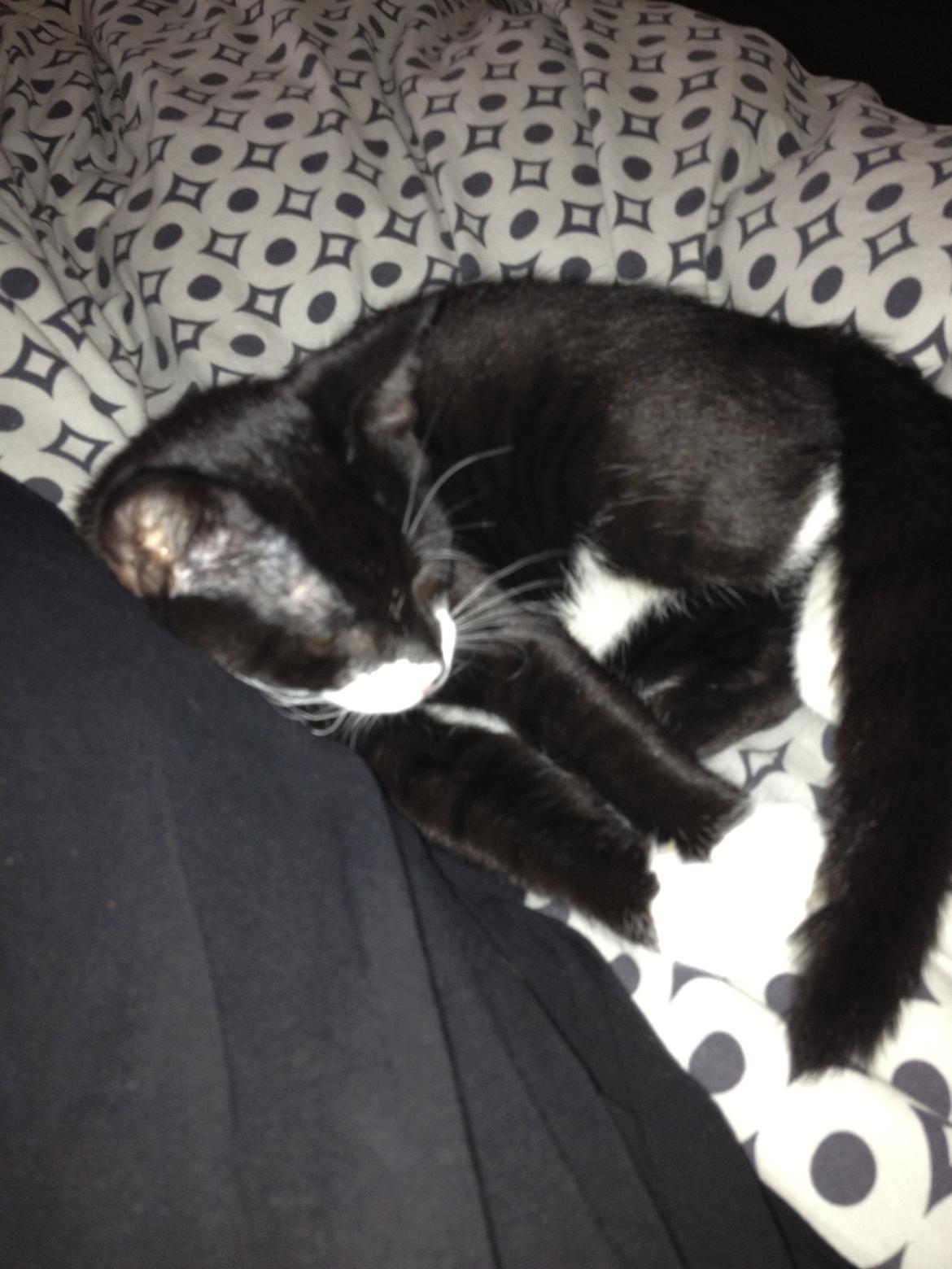 Huskat Lille John billede 13