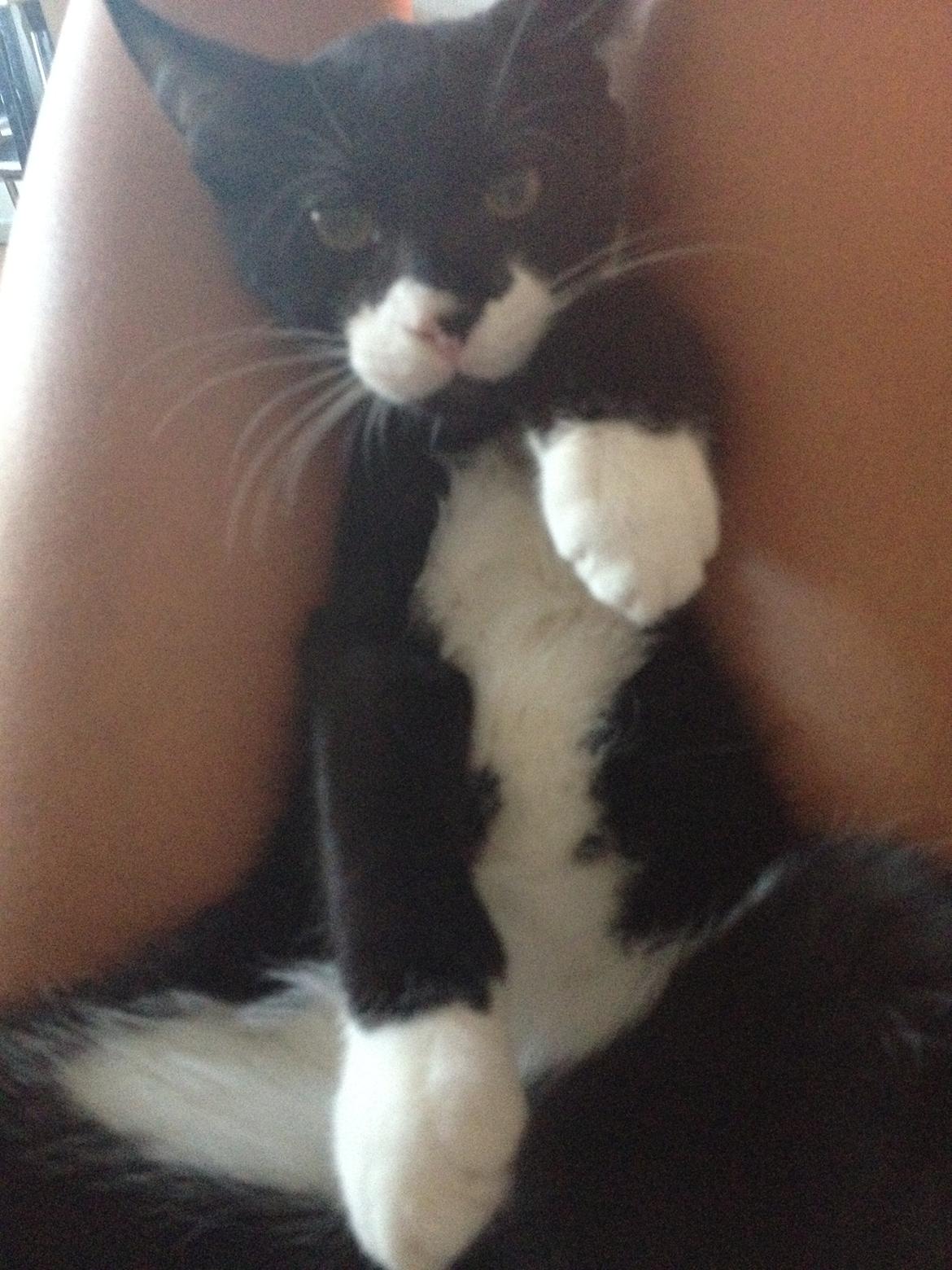 Huskat Lille John billede 14