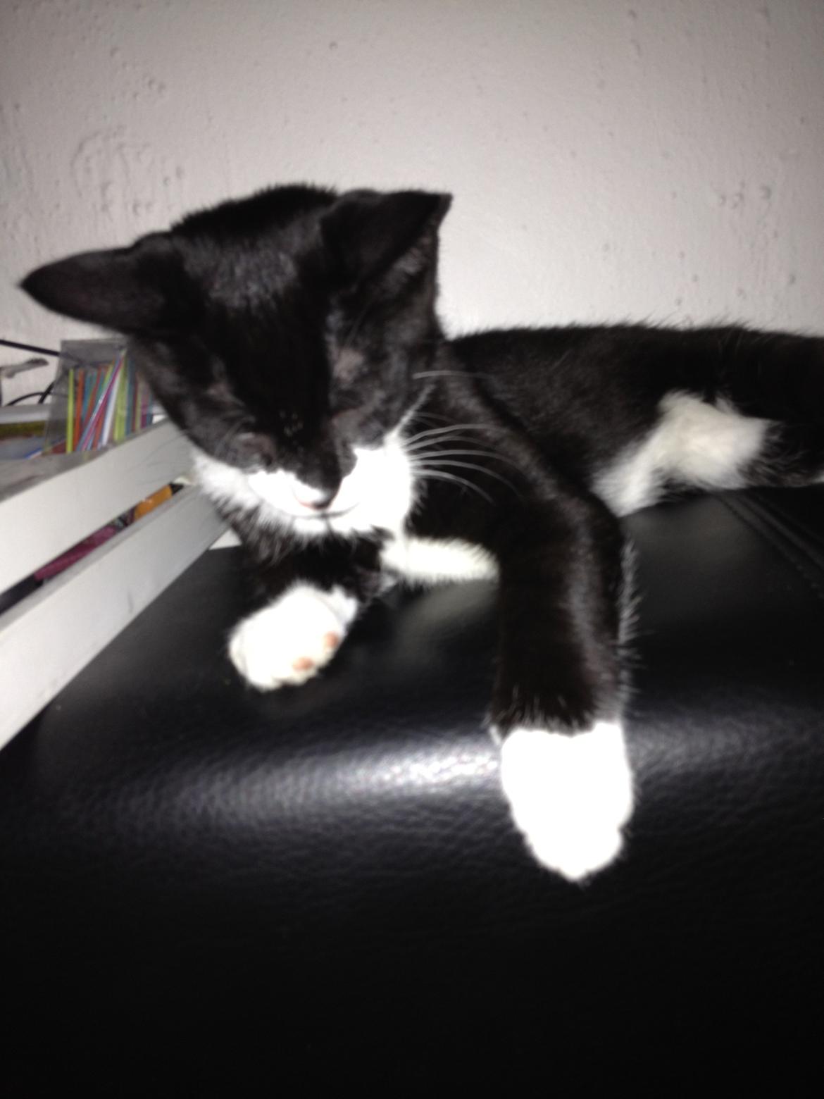 Huskat Lille John billede 15