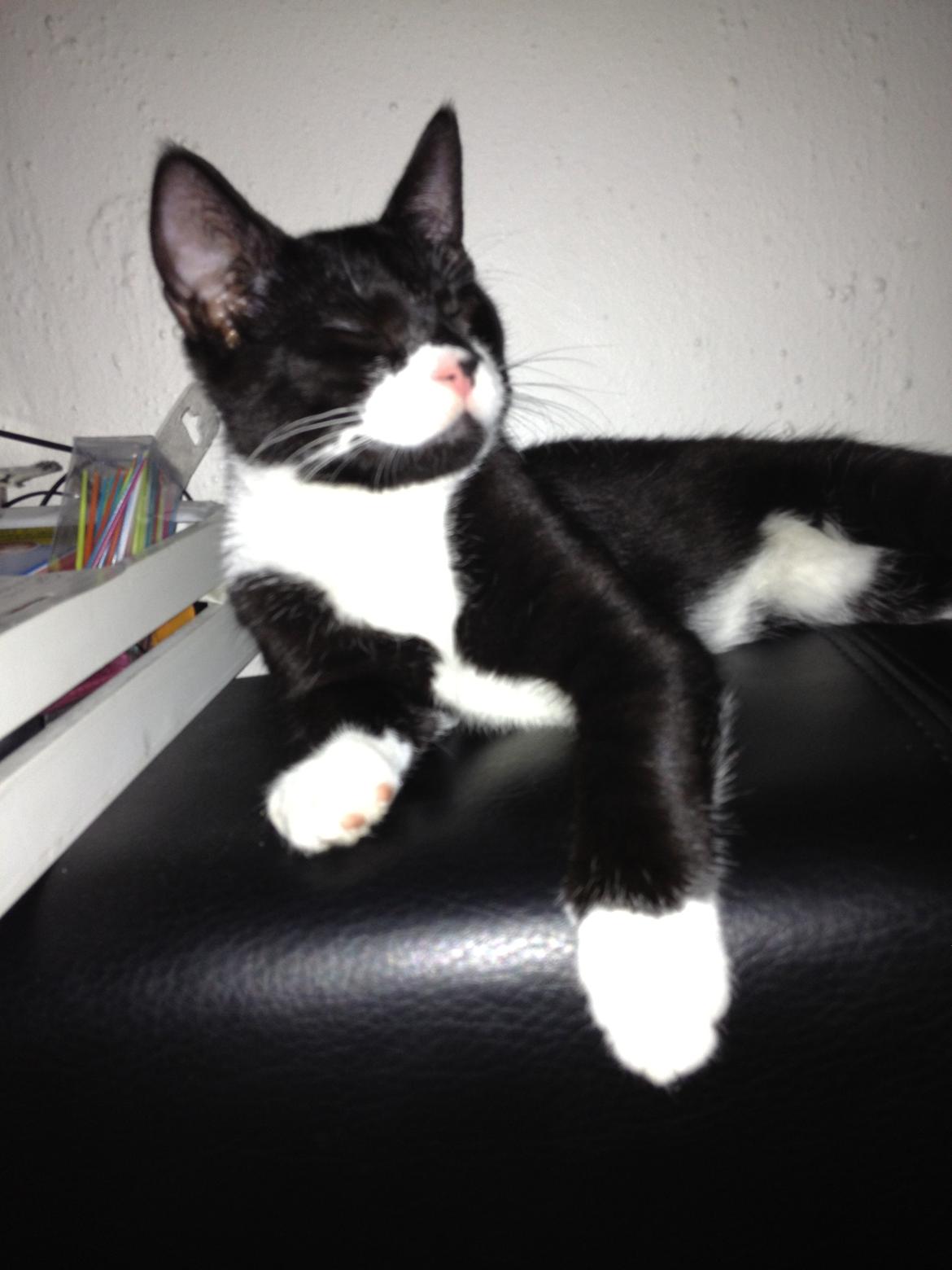 Huskat Lille John billede 16