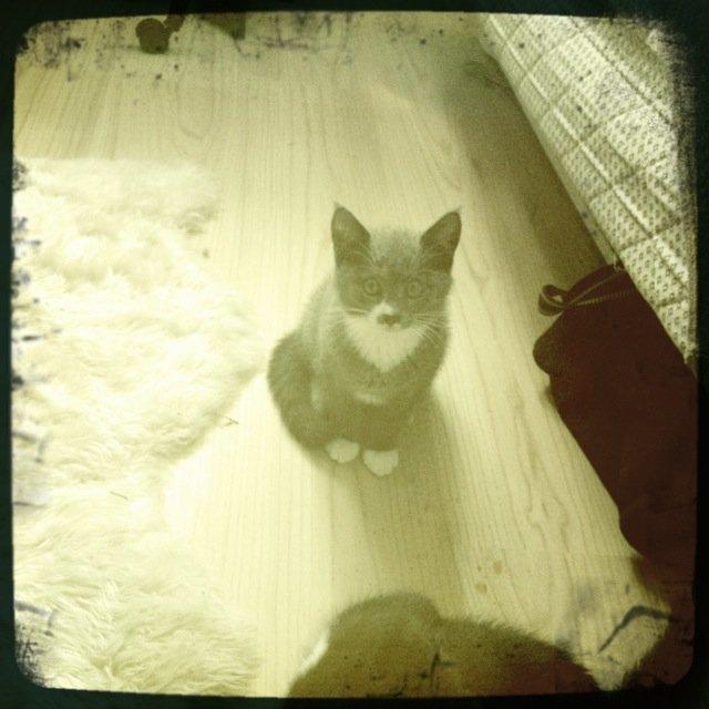 Huskat Robin hood billede 7