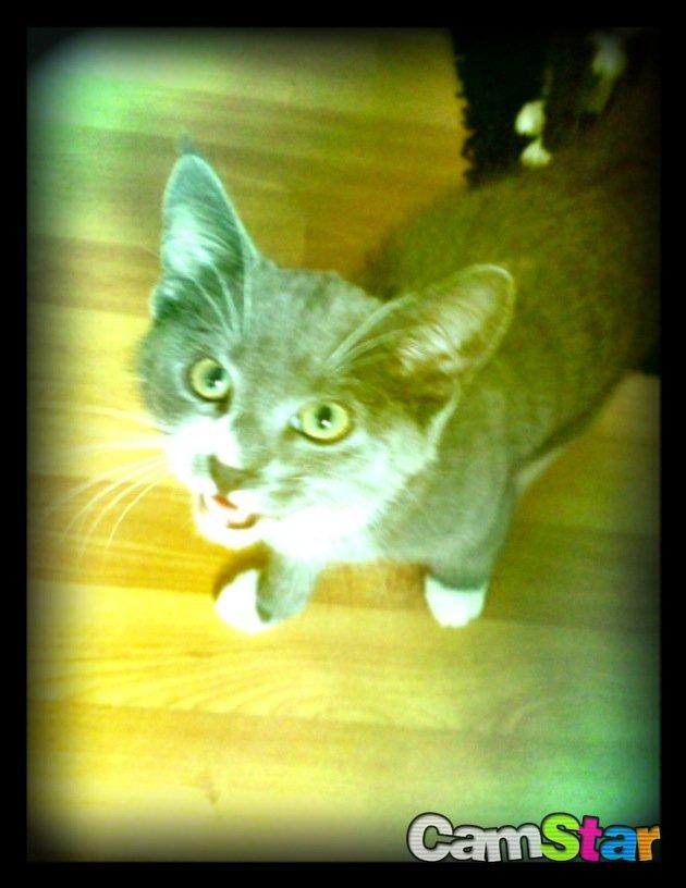 Huskat Robin hood - jeg piver fordi jeg gerne vil ha mad NU ! billede 8