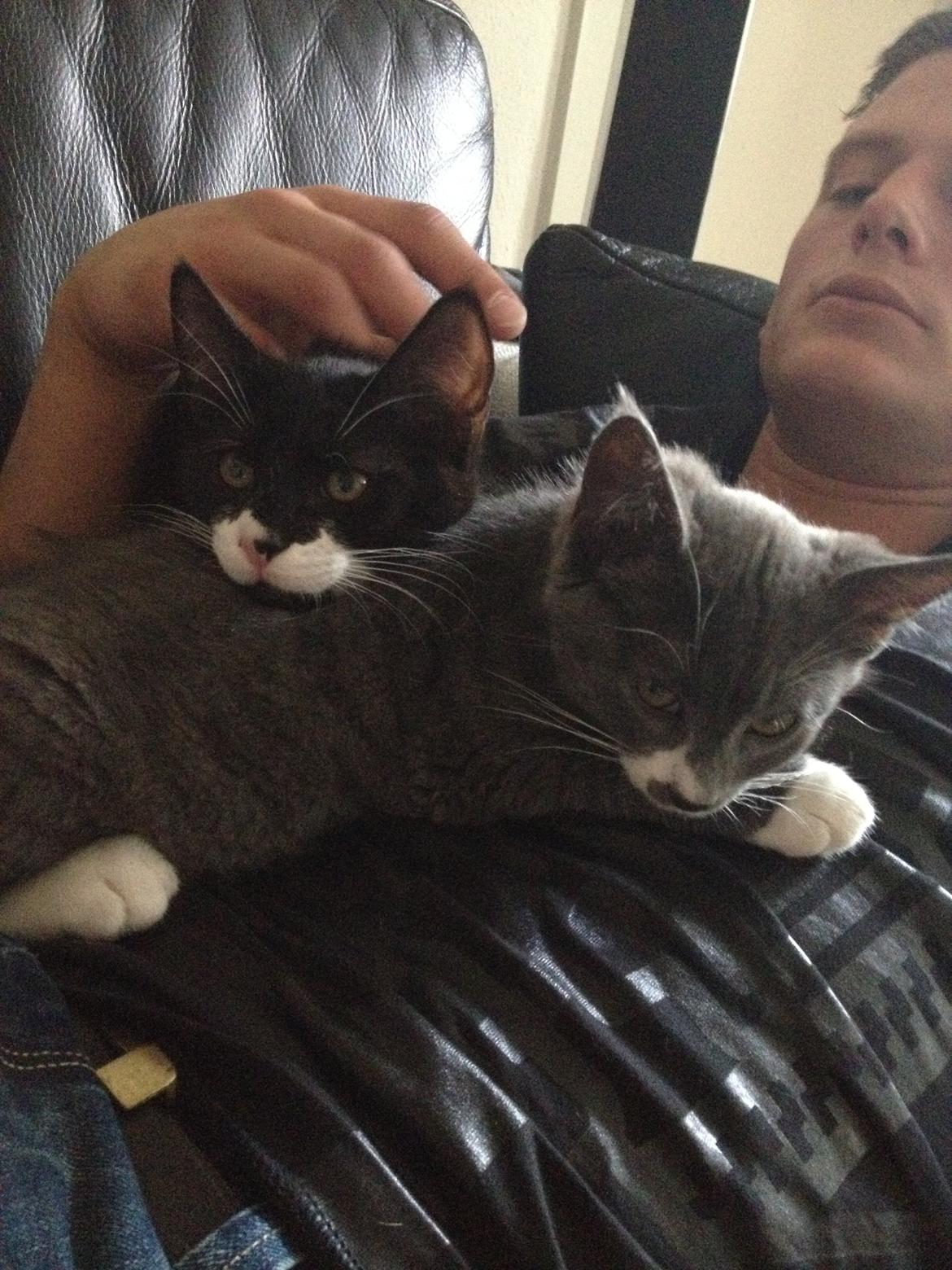 Huskat Robin hood - puttemissar :) billede 9