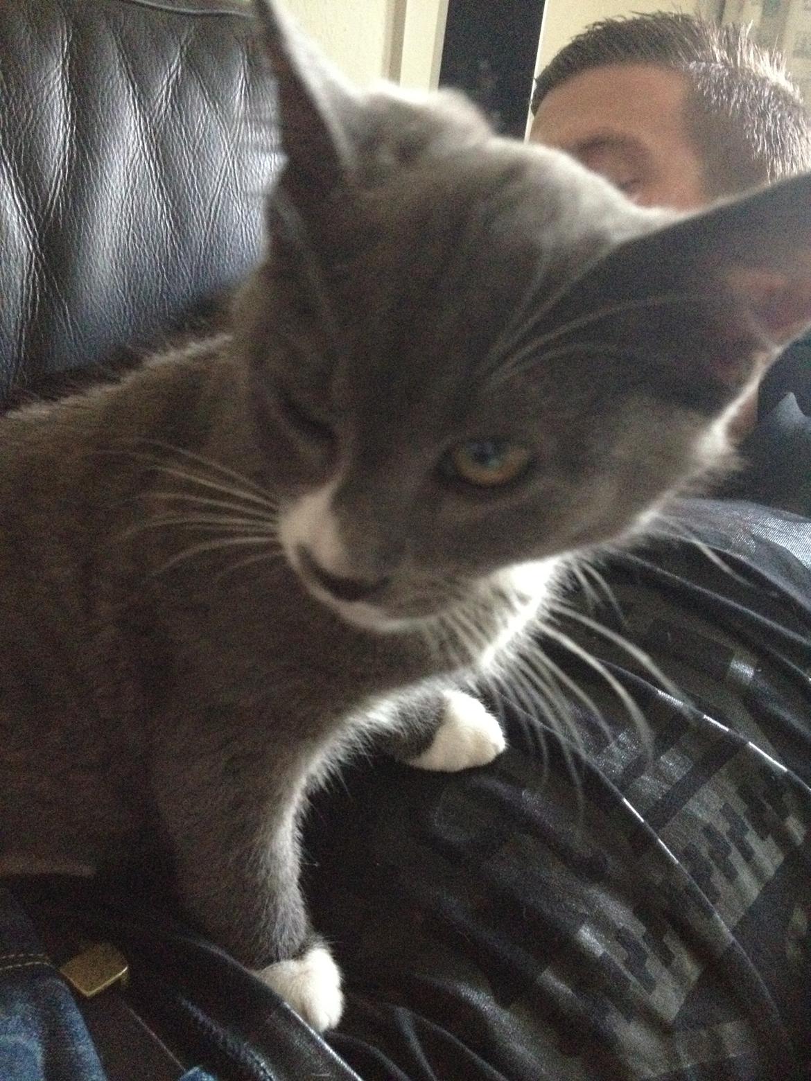 Huskat Robin hood - how you doing :b billede 10