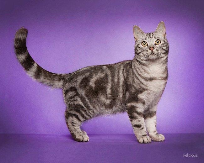 Europé Eife's Ebenezar McCoy - Knap 9 måneder billede 10