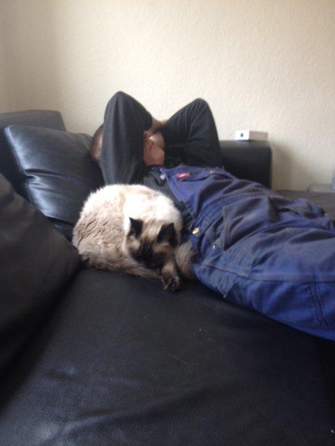 Ragdoll Calipso - Sover med farmand efter en lang arbejdsdag <3 billede 13