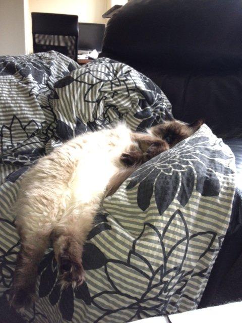 Ragdoll Calipso billede 14