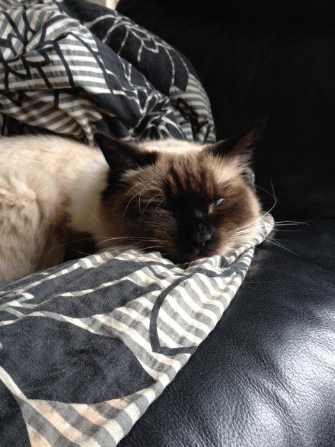 Ragdoll Calipso - Aaah... Det er dejligt billede 15