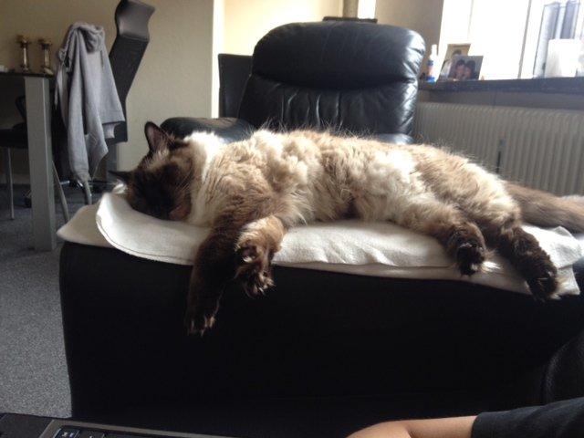 Ragdoll Calipso billede 16