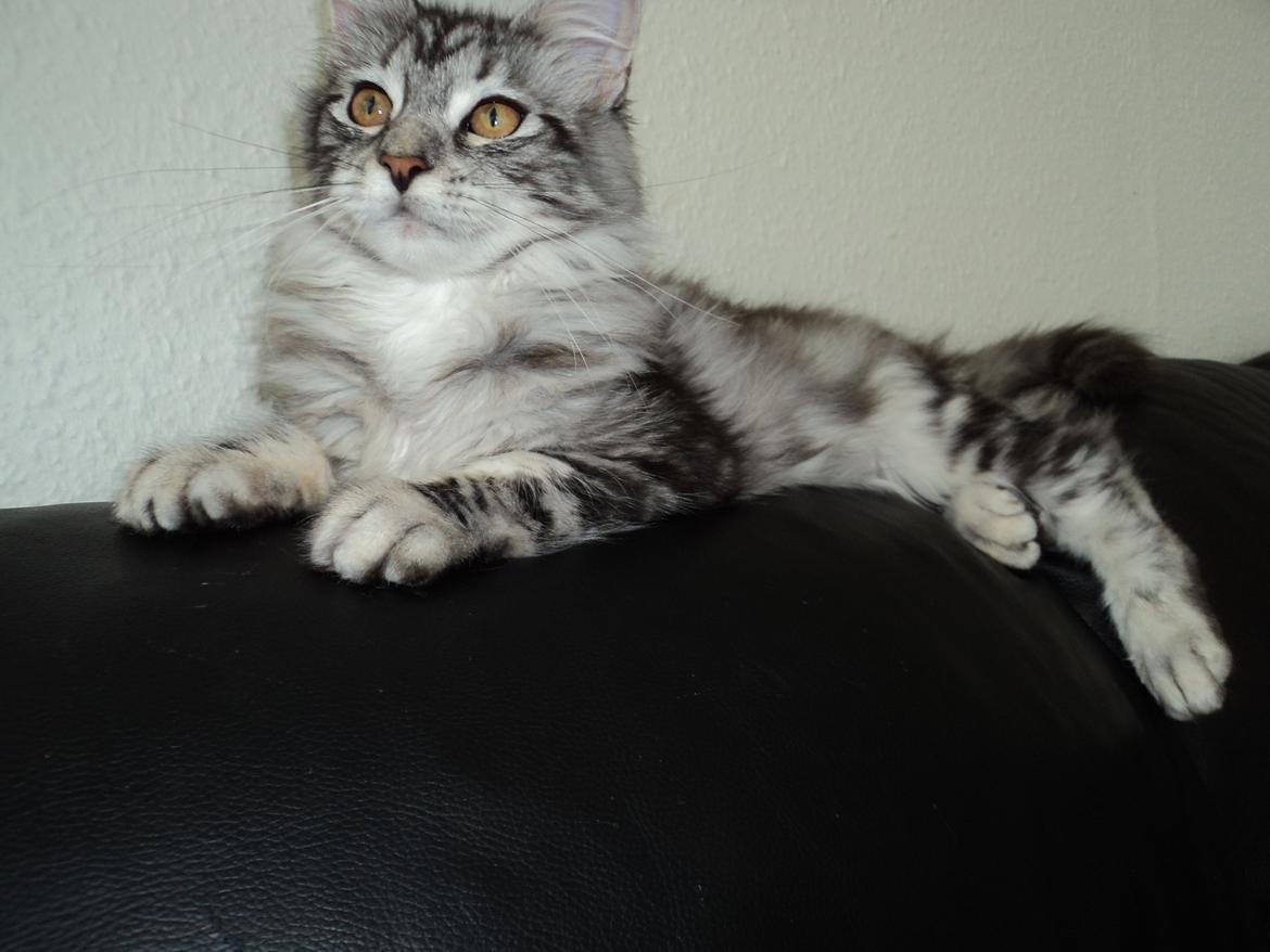 Maine Coon chili billede 8