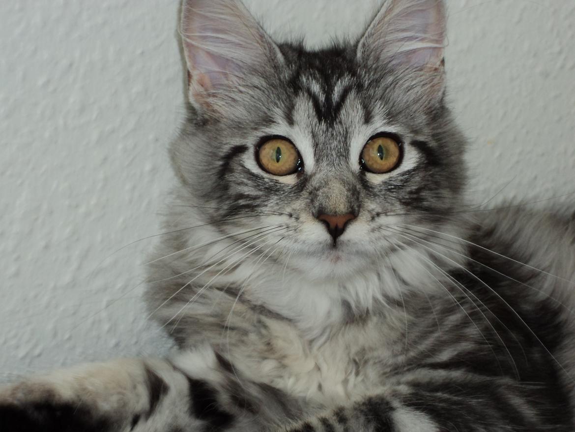 Maine Coon chili - 2o uger  billede 9