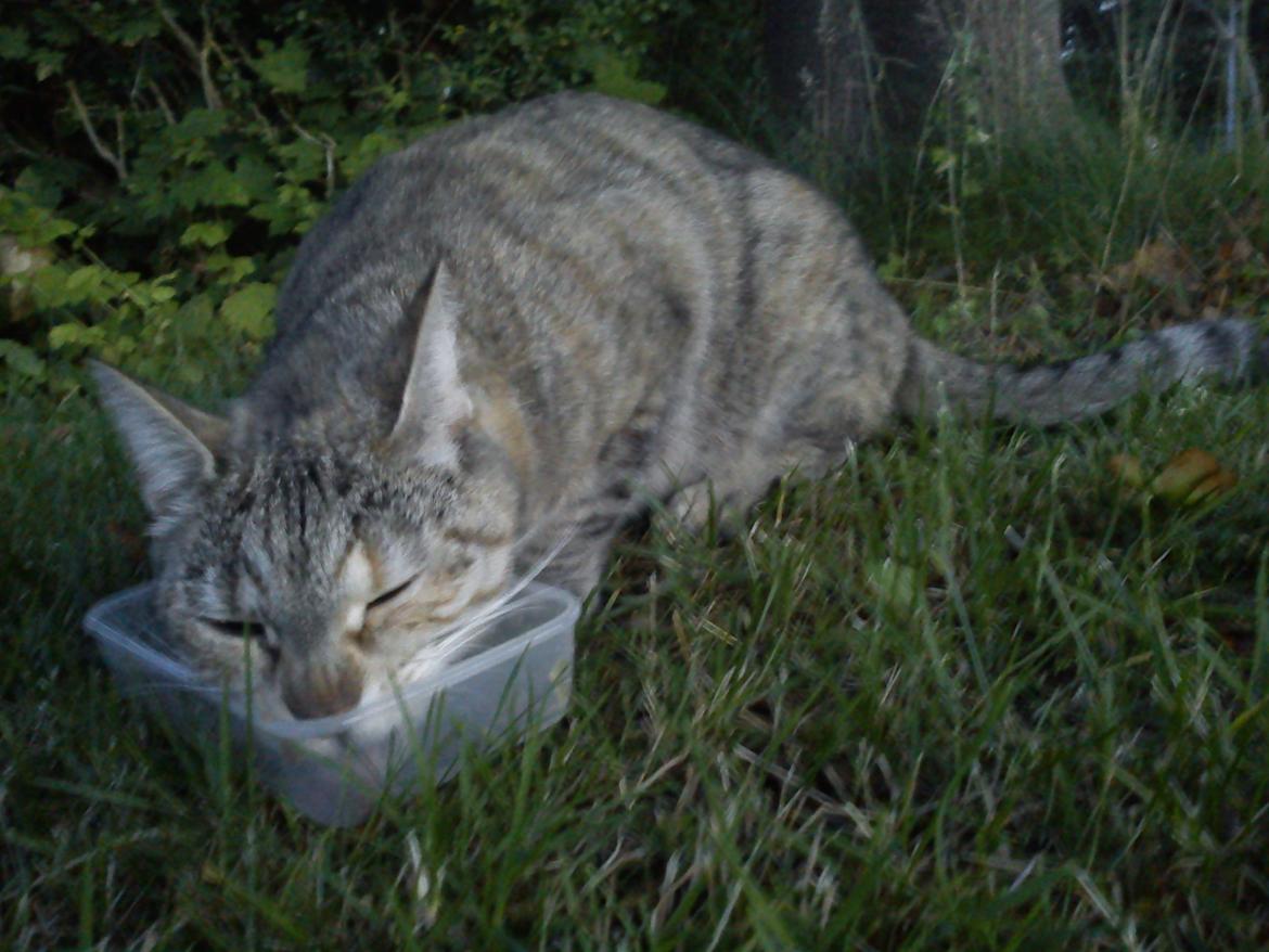 Huskat Silvia billede 1