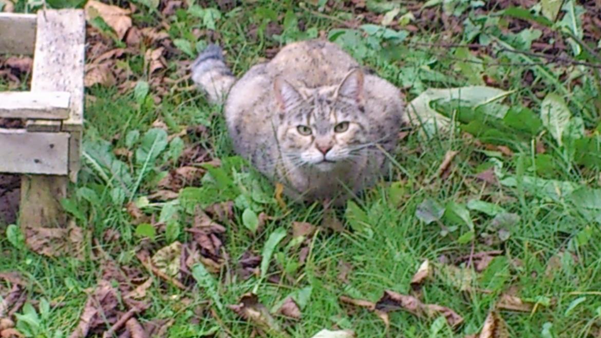 Huskat Silvia billede 2