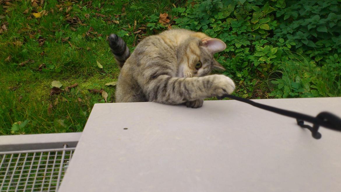 Huskat Silvia billede 3