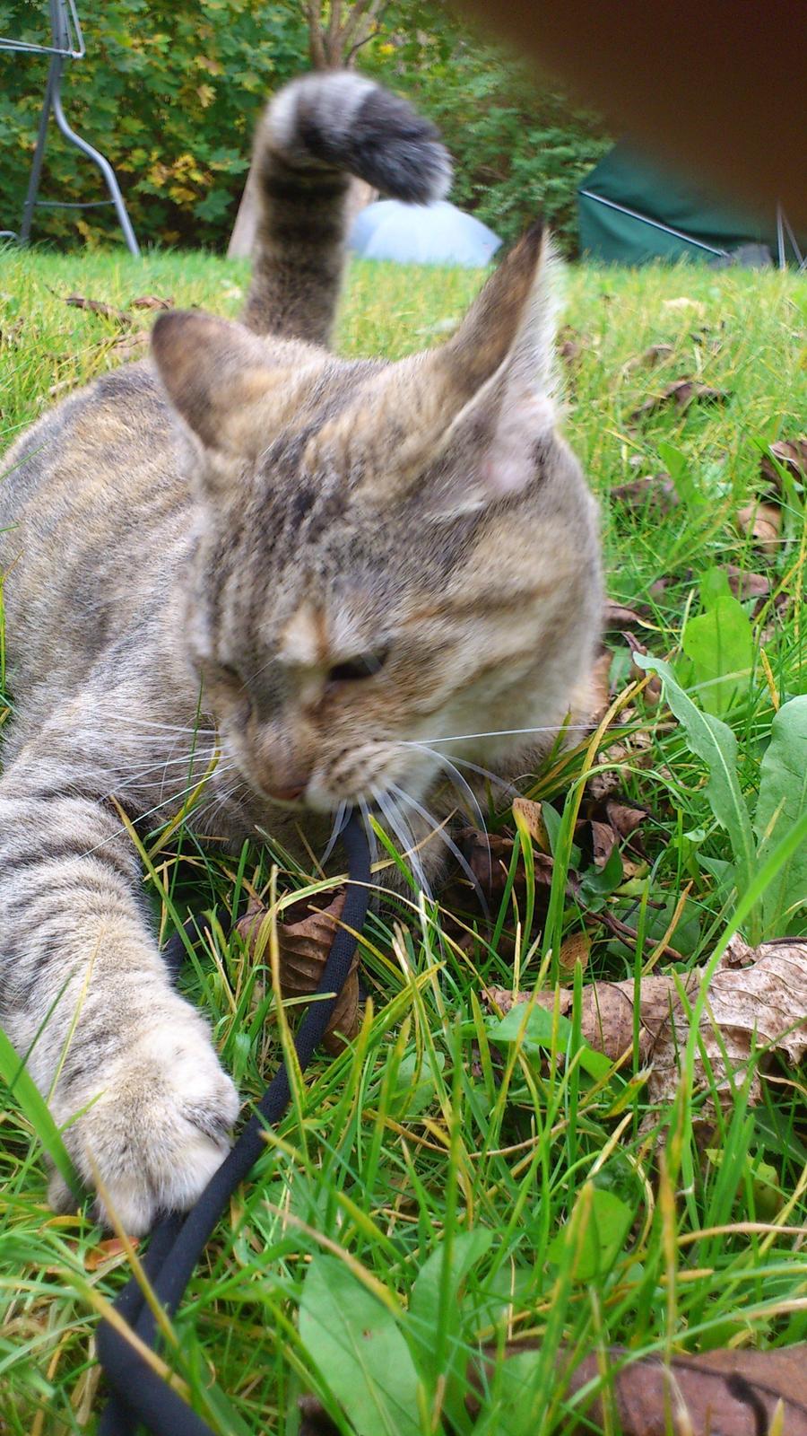 Huskat Silvia billede 4