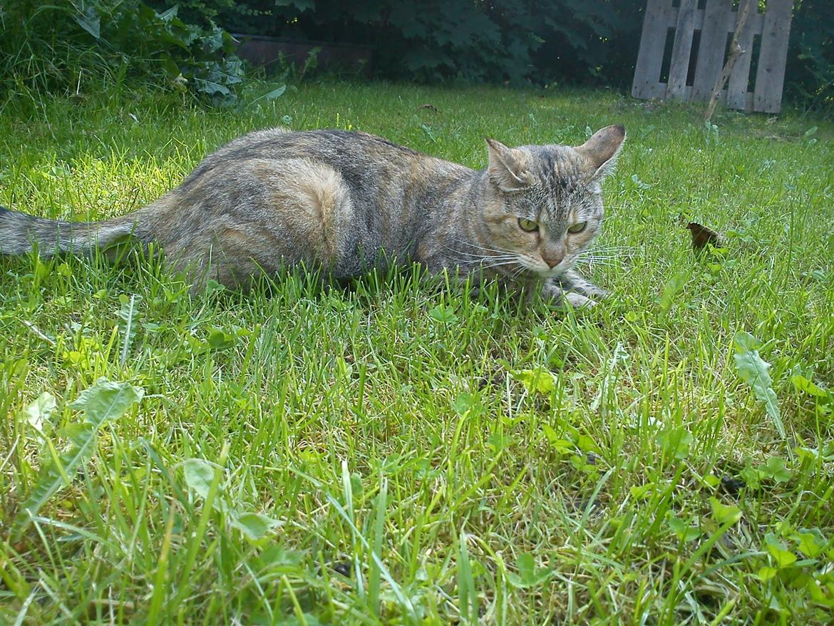 Huskat Silvia billede 5