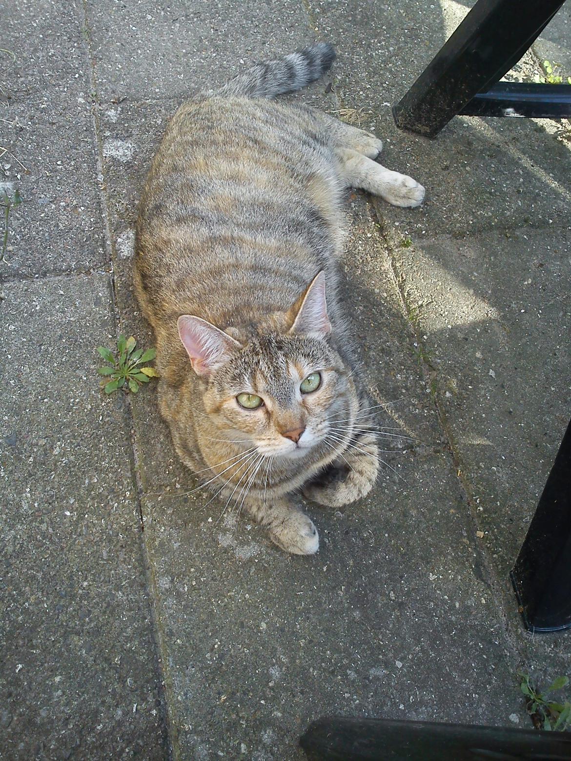 Huskat Silvia billede 6