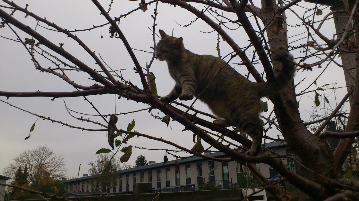 Huskat Silvia billede 7