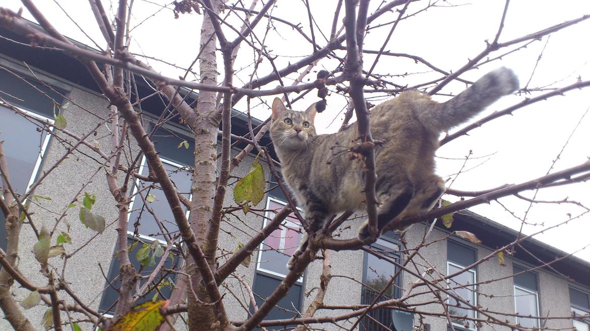 Huskat Silvia billede 8