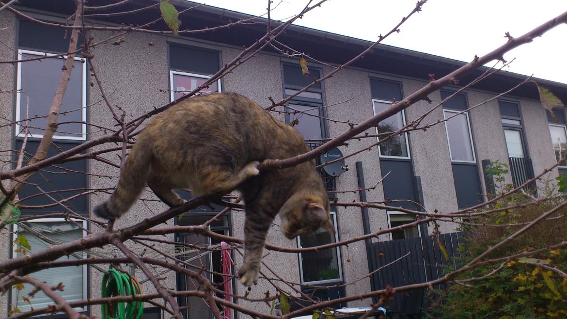 Huskat Silvia billede 9