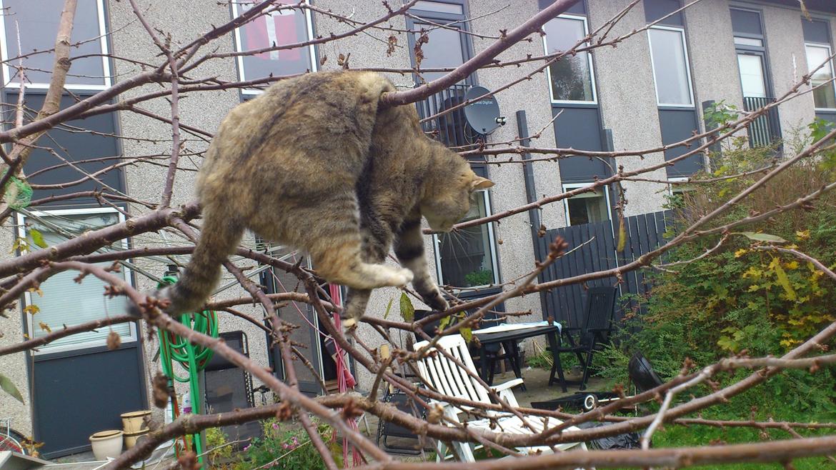 Huskat Silvia billede 10