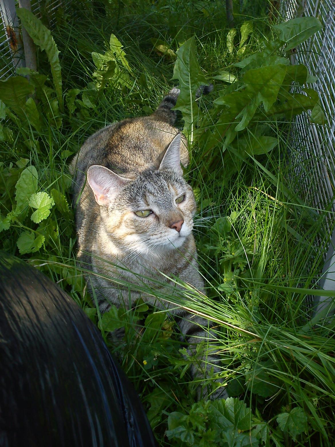 Huskat Silvia billede 11