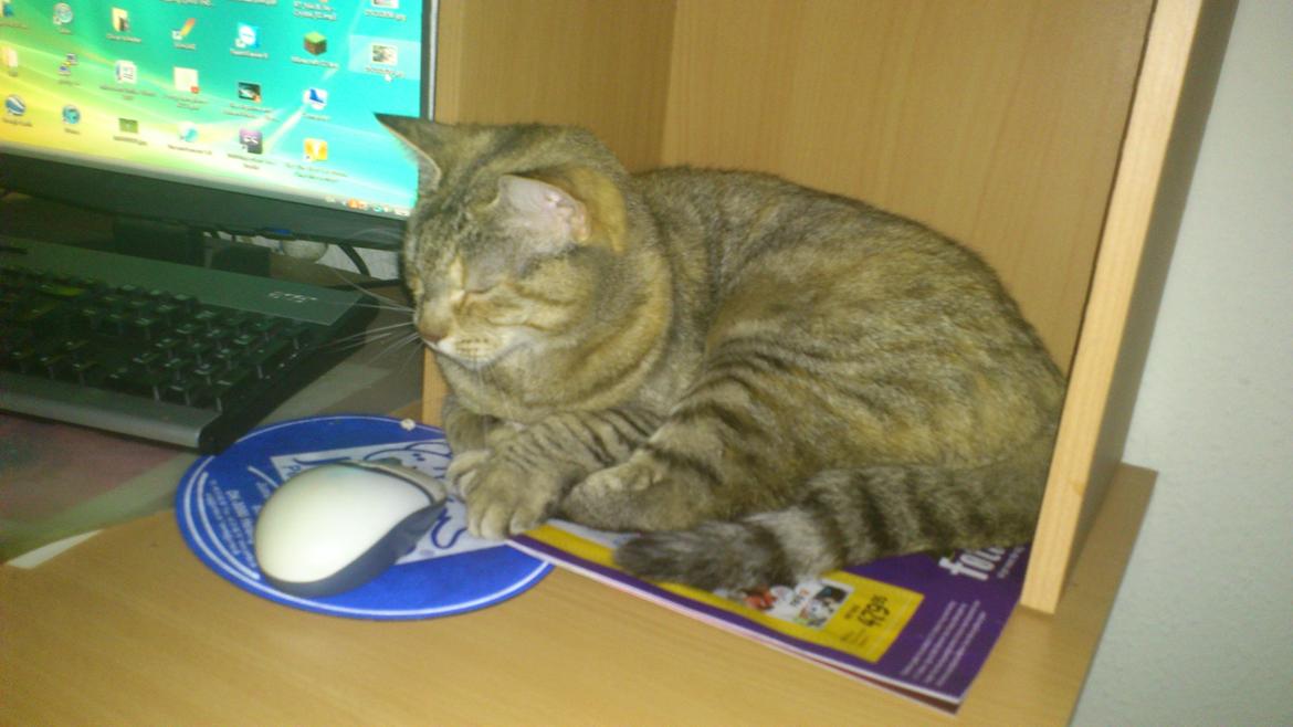 Huskat Silvia billede 12